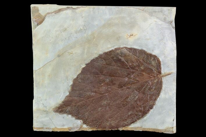 Detailed Fossil Leaf (Davidia) - Glendive, Montana #95464
